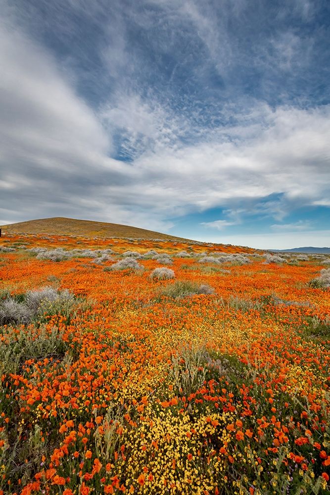 California Fields of California Poppy-Goldfields with clouds-Antelope Valley
